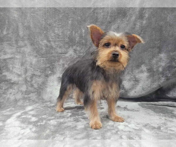 Medium Photo #6 Mutt Puppy For Sale in Lincolnwood, IL, USA