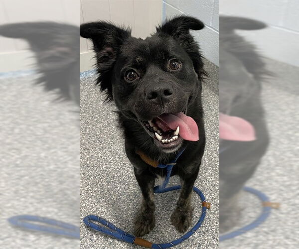 Medium Photo #1 Chow Chow-Unknown Mix Puppy For Sale in Westminster, MD, USA