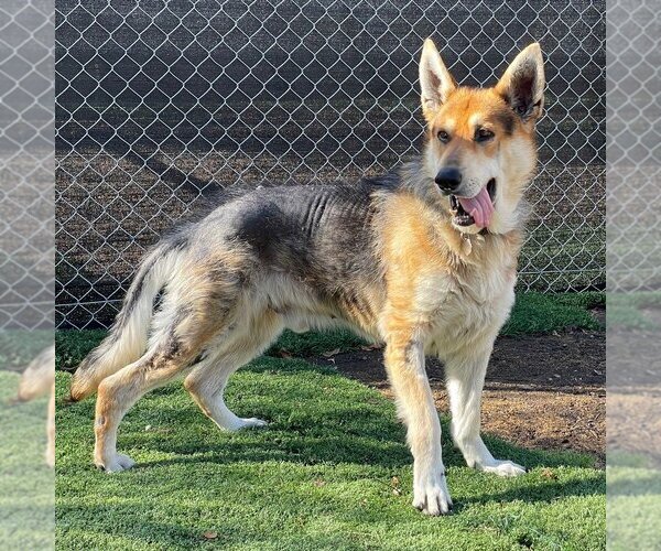 Medium Photo #2 German Shepherd Dog Puppy For Sale in San Diego, CA, USA