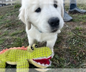 Golden Retriever Puppy for sale in MILTON, FL, USA