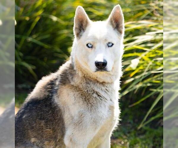 Medium Photo #2 Siberian Husky-Unknown Mix Puppy For Sale in Camarillo, CA, USA