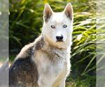 Small #1 Siberian Husky Mix