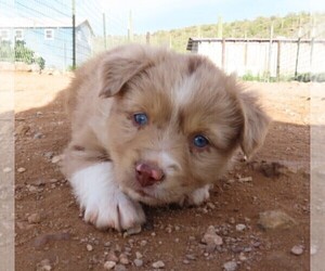 Medium Miniature Australian Shepherd