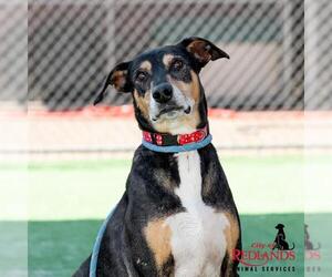 Mutt Dogs for adoption in Redlands, CA, USA