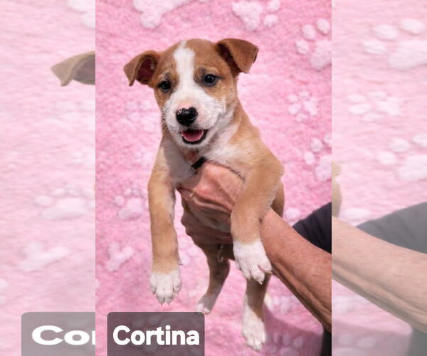 Medium Photo #4 Mutt Puppy For Sale in Pompano Beach , FL, USA