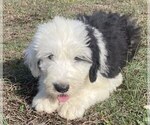 Small #1 Old English Sheepdog