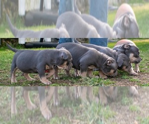 American Bully Puppy for sale in CANTON, OH, USA