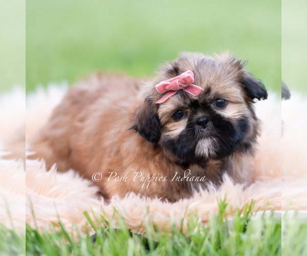 Medium Photo #4 Shih Tzu Puppy For Sale in WARSAW, IN, USA