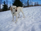 Small Photo #1 Labrador Retriever Puppy For Sale in NEW ALBANY, PA, USA