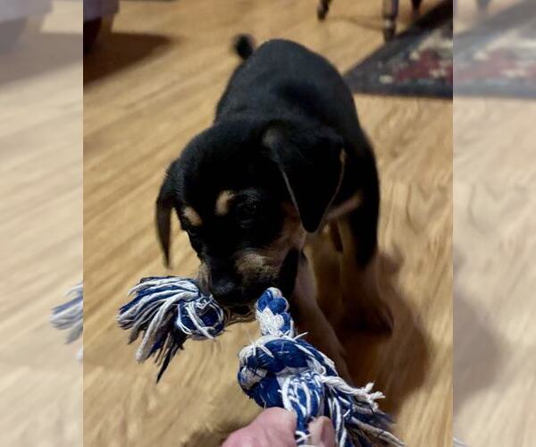 Medium Photo #2 Australian Shepherd-Unknown Mix Puppy For Sale in Mechanicsburg, PA, USA