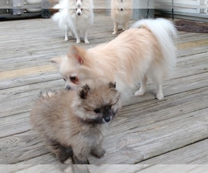 Mother of the Pomeranian puppies born on 04/30/2021