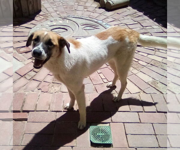 Medium Photo #2 Mutt Puppy For Sale in Apple Valley, CA, USA