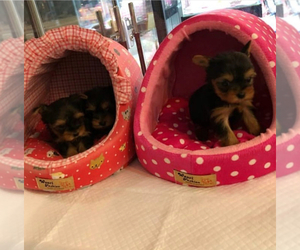 Yorkshire Terrier Puppy for sale in BROWNSTOWN, MI, USA
