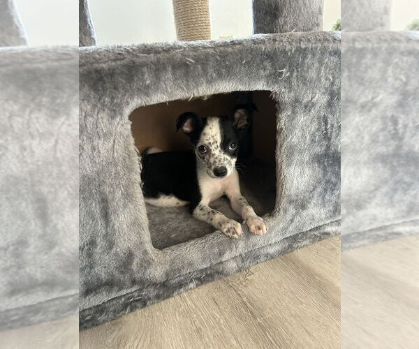 Medium Photo #5 Mutt Puppy For Sale in Brewster, NY, USA
