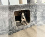Small #4 Mutt