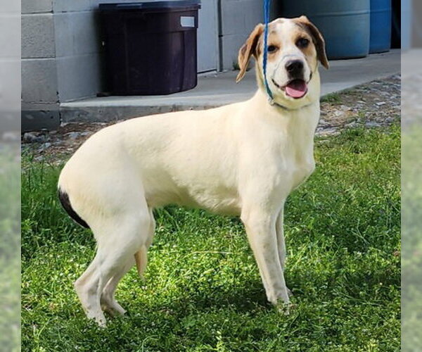 Medium Photo #4 Mutt Puppy For Sale in Wetumpka, AL, USA