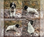 Small #3 German Shorthaired Pointer