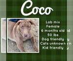 Small Photo #5 Labrador Retriever-Unknown Mix Puppy For Sale in New Oxford , PA, USA