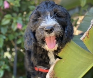 Sheepadoodle Puppy for Sale in SAN DIEGO, California USA