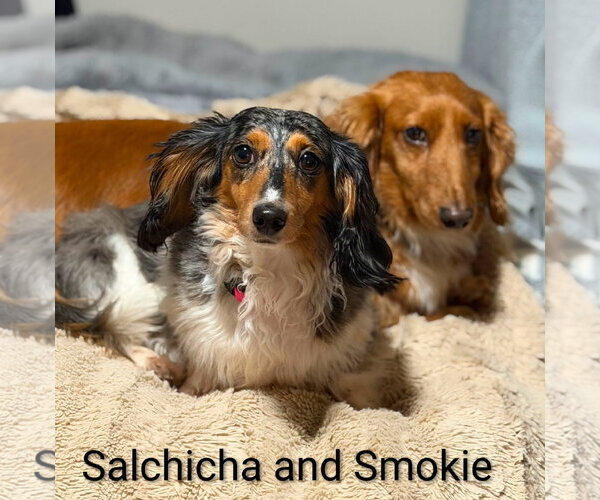 Medium Photo #2 Dachshund Puppy For Sale in Sioux Falls, SD, USA