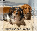 Small #1 Dachshund