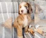 Puppy Kai Aussiedoodle-Bernedoodle Mix