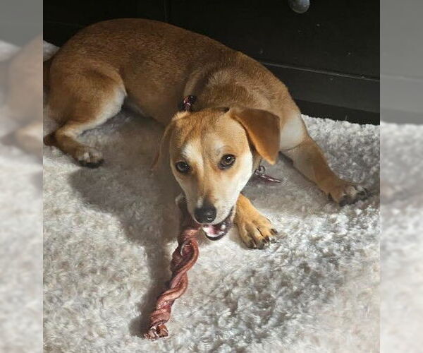 Medium Photo #3 Chihuahua-Unknown Mix Puppy For Sale in San Diego, CA, USA