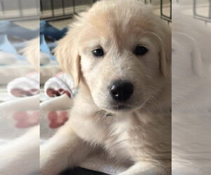 Akbash-Great Pyrenees Mix Dogs for adoption in Denver , CO, USA
