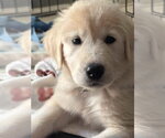 Small Akbash-Great Pyrenees Mix