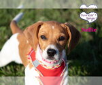 Small Photo #3 Doxle Puppy For Sale in Lee's Summit, MO, USA