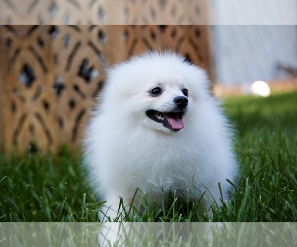 Medium Photo #6 Pomeranian Puppy For Sale in WOOD DALE, IL, USA