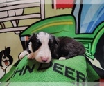 Small #43 Border Collie