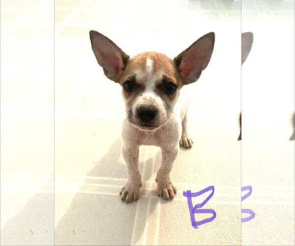 Medium Photo #3 Labrador Retriever-Unknown Mix Puppy For Sale in The Woodlands, TX, USA