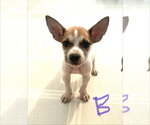 Small #2 Labrador Retriever Mix