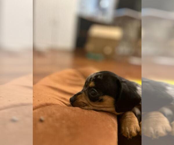 Medium Photo #4 Chiweenie Puppy For Sale in MARIETTA, GA, USA