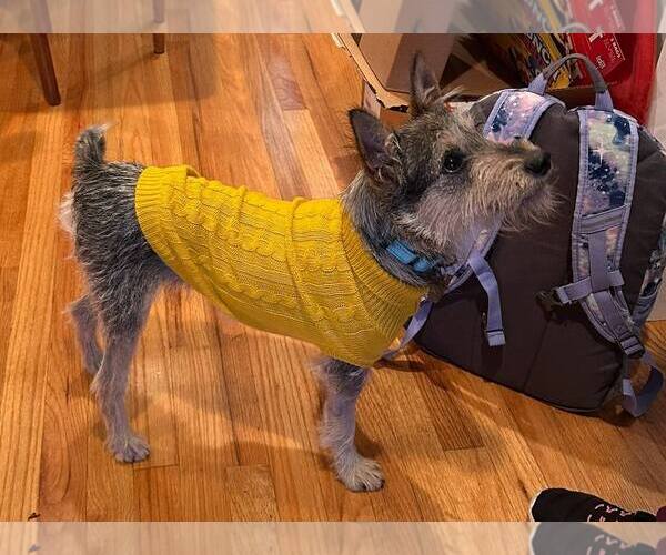 Medium Photo #2 Border Terrier-Miniature Schnauzer Mix Puppy For Sale in Oakhurst, NJ, USA