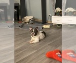 Small Photo #1 French Bulldog Puppy For Sale in MAPLE GROVE, MN, USA