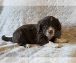 Small #1 Aussiedoodle