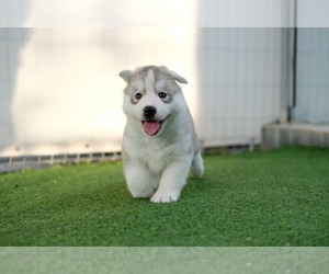 Siberian Husky Puppy for sale in MIAMI, FL, USA