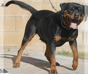 Mother of the Rottweiler puppies born on 12/07/2019