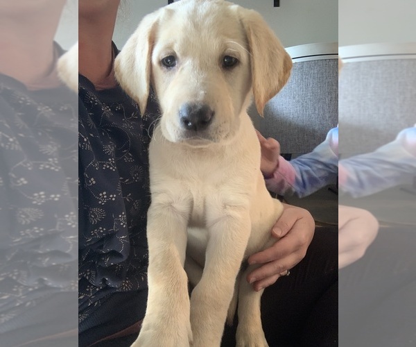 Medium Photo #5 Labrador Retriever Puppy For Sale in NEWBERG, OR, USA