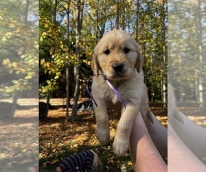 Golden Retriever Puppy for sale in KNIGHTDALE, NC, USA