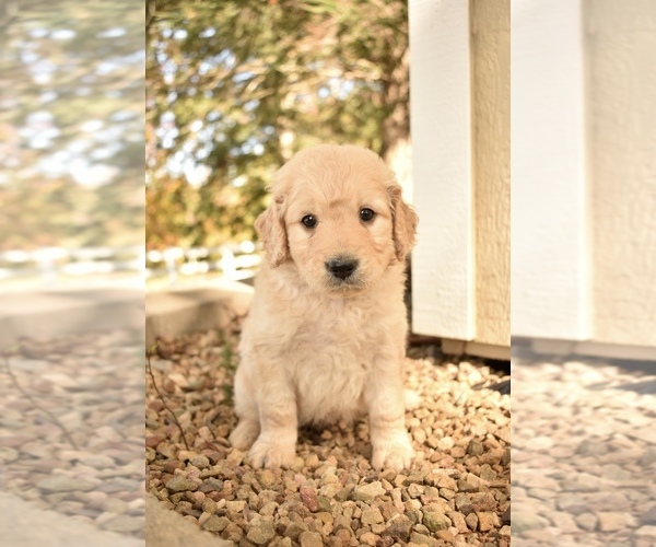 Medium Photo #1 Goldendoodle Puppy For Sale in CHUCKEY, TN, USA