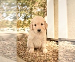 Small Photo #1 Goldendoodle Puppy For Sale in CHUCKEY, TN, USA