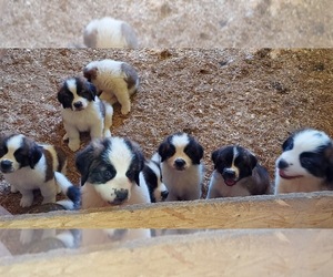 Saint Bernard Puppy for sale in FRYTOWN, IA, USA