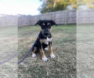 American Staffordshire Terrier-German Shepherd Dog Mix Dogs for adoption in St. Ann, MO, USA