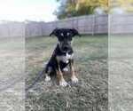 Small American Staffordshire Terrier-German Shepherd Dog Mix