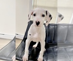 Small Photo #1 Dalmatian Puppy For Sale in NEW MILFORD, CT, USA