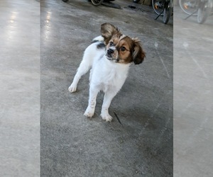 Papillon Puppy for sale in MILLERSBURG, OH, USA