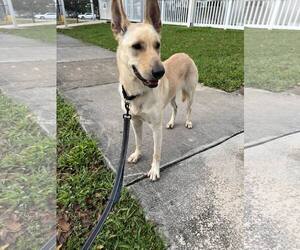 German Shepherd Dog Dogs for adoption in Plantation, FL, USA